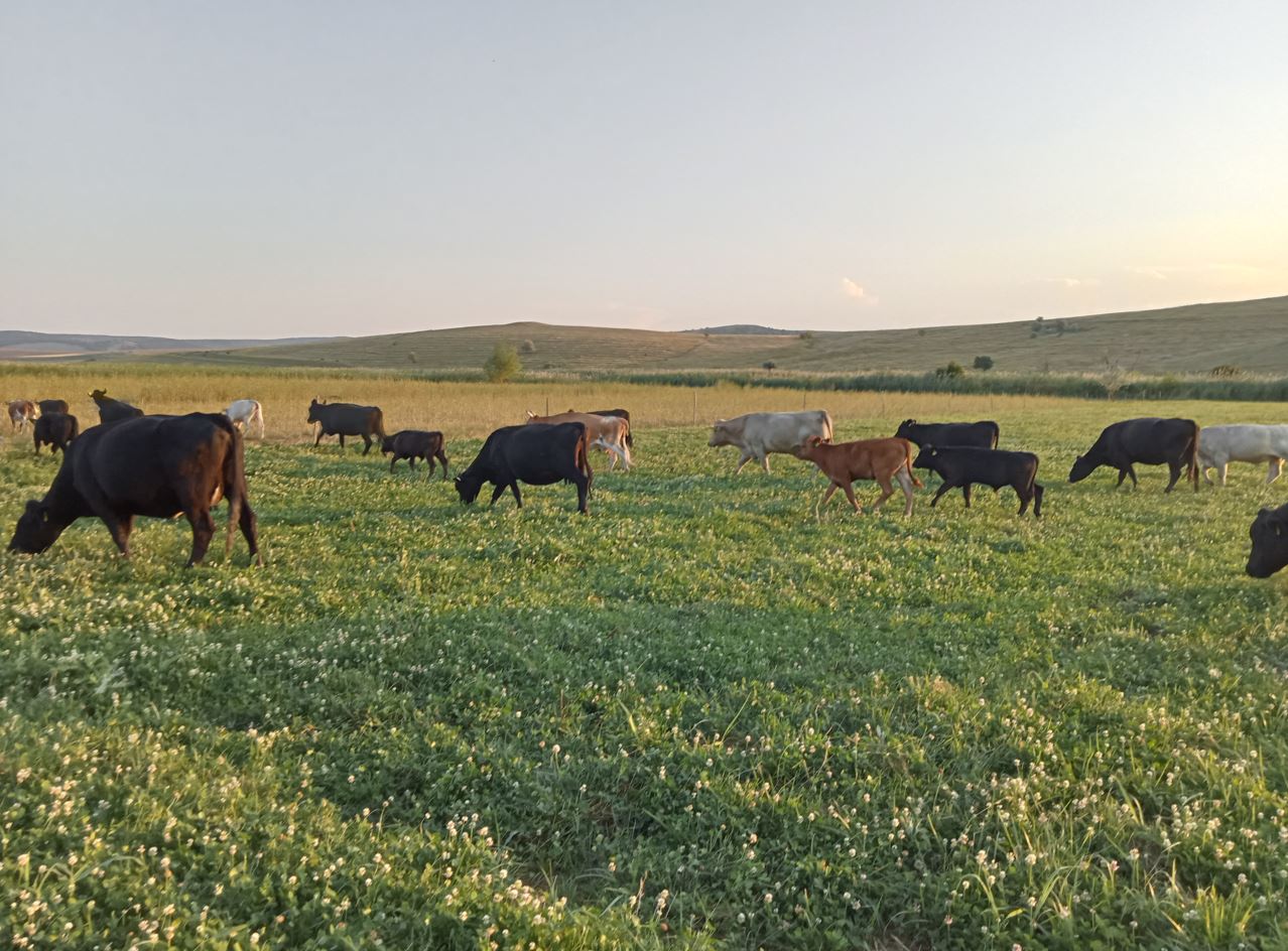 Amestec 7 plante  10kg +5 kg Black Friday