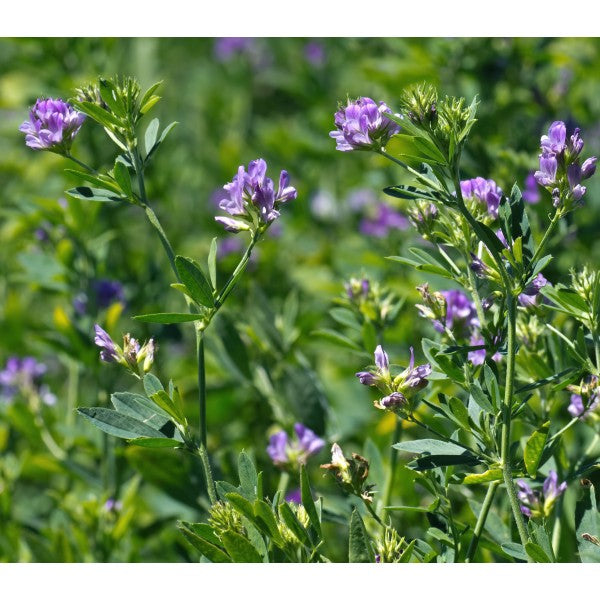 Seminte de lucerna Madalina,  netratata C1 sac 25kg+10kg Black Friday 2026 Limitat