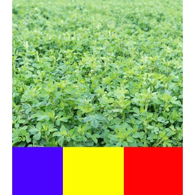 Seminte de lucerna Sandra 25kg +10kg Black Friday 2026 Limitat